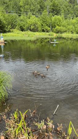 Lazy afternoon at a duck pond in Kul'dur, Russia
