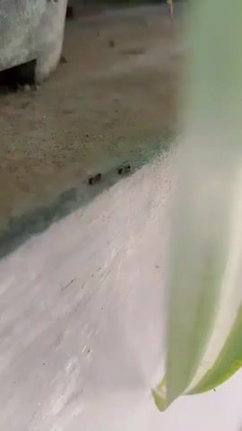 A close-up video shows a line of black ants walking on a concrete surface. A portion of a green plant is visible in the foreground, out of focus. The background is also out of focus and appears to be a dark surface, possibly a pot or a wall. The ants are moving from left to right across the frame. The lighting is bright, suggesting daylight. The video is shaky, indicating it was likely filmed handheld.