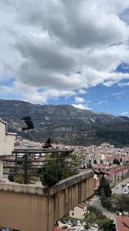 Morning breakfast and daily life documented across Budva