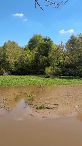 The video shows a grey heron standing in a shallow, muddy pond. The pond is surrounded by green grass and trees, and the sky is blue with a few white clouds. The heron is standing still, looking around, possibly searching for food. The water is murky, reflecting the sky and the surrounding trees. There are some plants growing in the water.