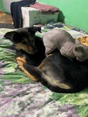 German Shepherd and Sphynx cat share a lazy afternoon nap
