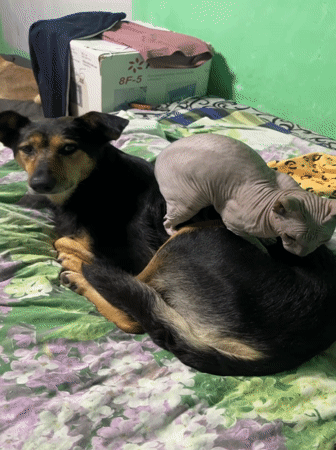 German Shepherd and Sphynx cat share a lazy afternoon nap