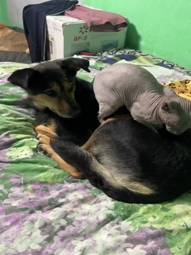 German Shepherd and Sphynx cat share a lazy afternoon nap