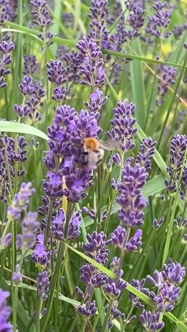 The video shows a close-up view of lavender plants with purple flowers. There are several green leaves interspersed among the flowers. In the background, there is a blurred green and yellow leafy plant. A bee is visible in the video, flying among the lavender flowers and appears to be collecting nectar. The camera is steady and focuses on the lavender and the bee.