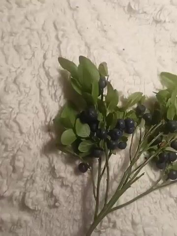 A close-up shot of blueberry branches with dark blue berries and green leaves rests on a white fuzzy surface. The branches are thin and green, with a few twigs protruding. The blueberries are round and plump, with a matte finish. The leaves are oval-shaped and have a slightly serrated edge. The white surface is textured, with a soft, fluffy appearance. The lighting is soft and diffused, creating a gentle shadow effect.