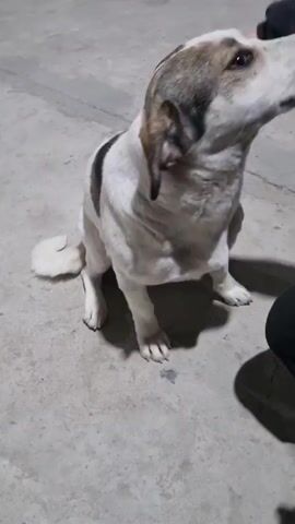 A white dog with a black spot on its back sits on a concrete floor. A person’s hand pets the dog on its head. The dog looks up. The person wears black pants and is kneeling near the dog. In the background, there’s the sound of an engine.