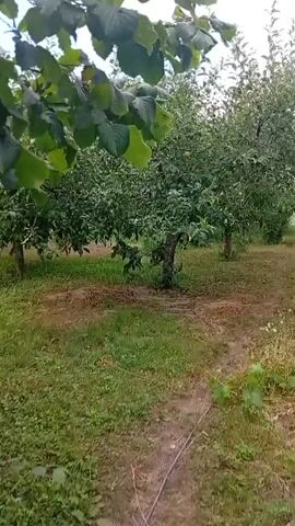 The video shows an orchard with rows of apple trees laden with green apples. The ground is covered with grass and fallen leaves. The camera moves slowly down a path between the trees, offering glimpses of more trees and foliage in the background. The scene is natural and appears to be taken outdoors in daylight.