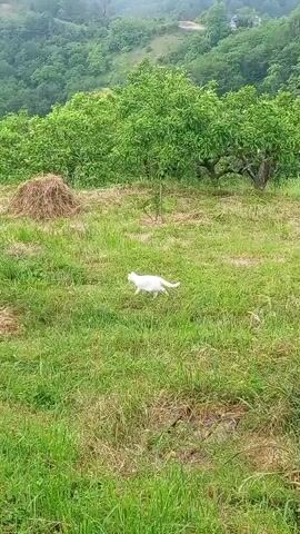 A white cat walks across a grassy field with hay bales. In the background, there are trees and rolling hills covered in lush green foliage. The sky is overcast.