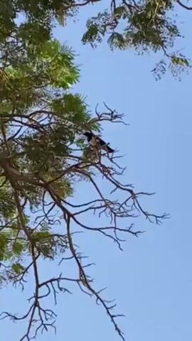 The video shows a crow perched on a tree branch against a clear blue sky. The crow then flies away over a landscape with scattered houses, fields, and some vegetation.  The terrain is uneven and looks rural. The crow flies again up towards the sky, framed by the tree’s foliage.