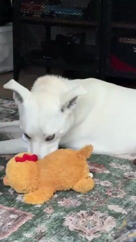 A white dog with blue eyes lies on a rug and chews on a stuffed toy. The dog has a pink collar. The rug has a green and beige pattern. In the background, a black shelving unit is visible.