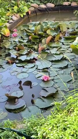 This is a static shot of a tranquil pond filled with lush green lily pads, some of which are adorned with delicate pink water lilies. The pond is situated in a garden setting, with dense green foliage and vibrant pink flowers framing the scene. The water appears still and reflects the surrounding greenery. The sun is shining, casting dappled light on the water and plants, suggesting it's daytime, likely late morning or early afternoon given the brightness. The overall atmosphere is peaceful and serene. The location is identified as Žiaukos, Lithuania, which implies a rural or suburban garden environment. There is no visible text in the image.