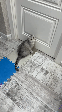 Grey tabby cat meows loudly on mat in Cheboksary