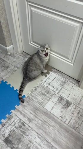 Grey tabby cat meows loudly on mat in Cheboksary
