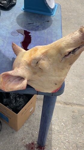 Food preparation with animal intestines documented in Badagry