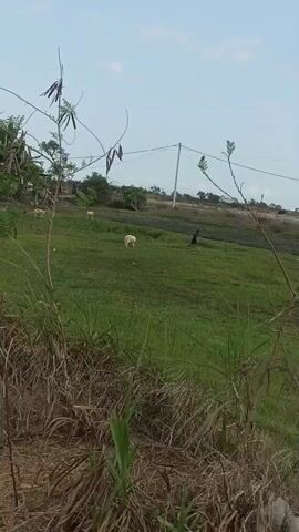 The video shows a grassy field with a few sheep scattered throughout. A person wearing dark clothing is walking through the field. There are trees and power lines in the background. The sky is a light blue with some clouds. The foreground is filled with tall grass and some dry stalks.