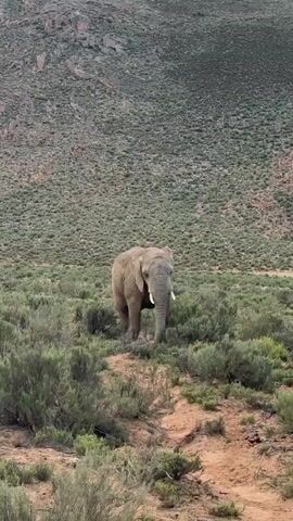 The video features a large adult African elephant, the primary subject, walking slowly and steadily towards the camera through an open, natural landscape. The elephant possesses prominent tusks and large, fanned ears. Its skin is textured and appears dusty, blending with the muted green and brown tones of the environment.

The setting is characterized by low-lying, sparse scrub bushes and patches of reddish-brown earth. In the background, gently rolling hills or mountains, also covered in similar vegetation and exposed rocky outcrops, complete the scene. The overall impression is that of an arid or semi-arid region.

The elephant continues its approach, pausing briefly to look towards the camera before continuing to walk. The activity is simply the elephant's movement through its habitat, observed from what appears to be a stationary vehicle or elevated position.

Notable details include the natural light, indicating daytime conditions, possibly morning or late afternoon, or an overcast sky, as shadows are not harsh. The weather appears calm. The location cues, such as the elephant species and the sparse vegetation, are consistent with the provided context of Witzenberg Local Municipality, South Africa, a region known for its natural reserves and landscapes. The elephant appears calm and undisturbed throughout the recording. There is no visible text in the media file.