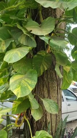 The camera pans up a tree trunk that is heavily overgrown with a vine. The vine has large, heart-shaped leaves that are green and yellow variegated. The leaves are dense and cover much of the tree trunk. A white car is partially visible at the base of the tree. The top of the tree extends into the sky, where sparse leaves from the tree's branches are visible. The lighting suggests it is daytime.