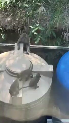 Here’s a description of the video:
A group of four monkeys is seen on top of a white water tank. One larger monkey sits on the top of the lid while three smaller monkeys crawl and play on the tank’s surface. The tank is situated in an outdoor area with a background of green foliage. A blue container is visible to the right of the water tank. The shot appears to be taken from behind a window.