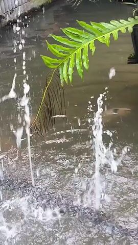 Water streams from a fountain into a body of water with a fern frond hanging over it.