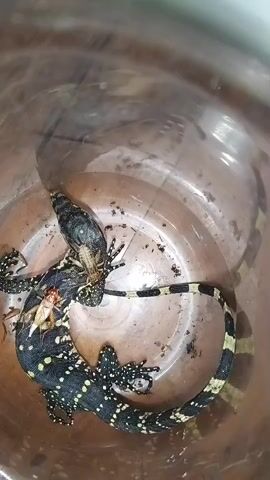 A black and yellow striped lizard lies in a clear plastic container. Two crickets are on top of the lizard. The lizard's head is partially obscured by its body and the crickets. The tail of the lizard is curled around its body. The container has some dirt and debris at the bottom.