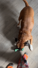 Boxer dog plays while Sunday dinner bakes in Chaikovsky