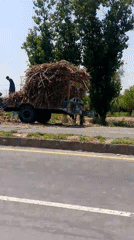 Farm tractors transport sugar cane, dry materials on roads