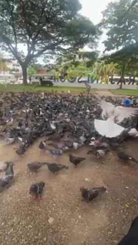 The video shows a very large flock of pigeons congregating on the ground in an outdoor public area. The birds are predominantly gray with some white and brown variations. They are scattered densely across a hard-packed dirt or gravel surface. In the background, there is a green lawn and a sign that says "RAJA INSOK". Trees and a glimpse of buildings are visible further back. A person wearing red flip-flops is standing near the bottom of the frame. The overall scene suggests a popular gathering spot where the pigeons are accustomed to being fed.
