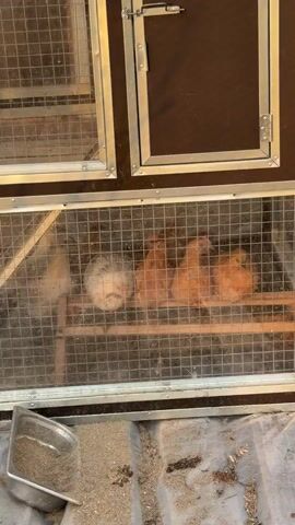 Four birds are in a cage made of metal bars and a dark wood material. Three birds are a light brown color, and one is white and fluffy. The birds are sitting on a wooden perch inside the cage. In the lower-left corner of the scene is a metal dish with some material in it, potentially food or some kind of cleaning material. Under the cage is a gray surface with some sort of debris on top.