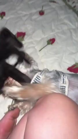 The video captures a playful interaction between a black kitten and a Yorkshire Terrier dog on a bed with a floral pattern. The kitten, dark and sleek, is positioned above the dog, appearing to playfully pounce or wrestle. The Yorkshire Terrier, with its characteristic scruffy fur, is lying on its back, seemingly engaged in the game. It wears a small black and white checkered harness.

The background is a soft, white bedspread adorned with scattered red rose motifs. The lighting suggests it is likely daytime, indoors, though no external environment is visible. The overall mood appears to be lighthearted and affectionate, showcasing the playful nature of the two animals interacting. The focus is entirely on the pets, with only a glimpse of a person's leg or arm in the foreground, blurred and out of focus, indicating they are likely the observer or perhaps involved in initiating the play. No text is visible in the video.