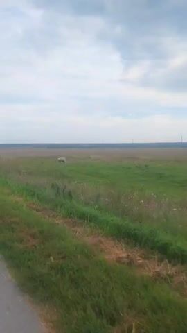 A video shows a sheep standing in a green field under a cloudy sky. The sheep is in the middle ground of the frame, facing left. The field extends to the horizon, where it meets a line of trees. A dirt road runs along the left side of the frame, separating the field from the foreground. The sky is filled with gray clouds.