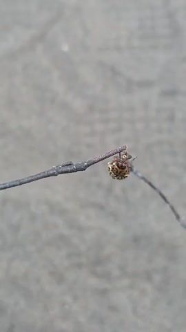 The video shows a close-up shot of a small insect on a twig. The insect appears to be a beetle with a brown and yellow striped shell. It is clinging to the twig with its legs. The twig is thin and appears to be dry. The background is a blurry gray surface, possibly concrete or pavement. The lighting is natural and appears to be daytime. The video is short and shows no significant action or interaction.