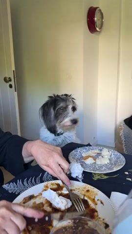 A person is seated at a table with a partially eaten meal, using a fork on the plate. There are napkins on the plate and in the background. To the right is a blue and white patterned plate holding some bread.  A black and white dog sits up next to the person, gazing at the camera with an attentive expression. The dog is wearing a blue collar.  The wall behind them is pale and there is a red clock on the wall.  A door is partially visible to the left.