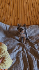 Yorkshire Terrier plays with toys on bed in Bulgaria