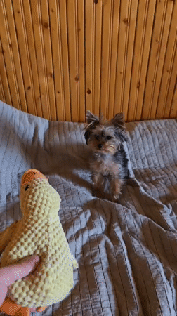 Yorkshire Terrier plays with toys on bed in Bulgaria