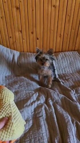 Yorkshire Terrier plays with toys on bed in Bulgaria