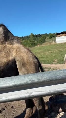 A close-up view of two camels in an outdoor enclosure on a sunny day. The camera focuses on the hindquarters of one camel on the left, with its tail visible. Another camel is visible on the right, with its head lowered as it appears to be eating or interacting with something on the ground. The camera then pans to the right, revealing the head and neck of the second camel. The camel has dark brown fur and a prominent mane of lighter brown hair around its head and neck. It turns its head to the left, looking upwards with its mouth slightly open, as if communicating or making a sound. The background shows a grassy slope with trees and a clear blue sky. A metal fence runs across the foreground, obscuring the lower portions of the camels. In the distance, there are some farm structures and other animals, possibly cows, in another fenced area. The overall scene suggests a zoo or a farm with animals.