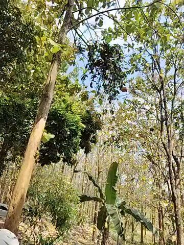 The video shows a view looking up into a canopy of trees. The trees are tall and slender with thin trunks. Some of the trees have green leaves, while others have mostly bare branches. In the foreground, there are a few large banana leaves. The ground appears to be covered in dirt and fallen leaves. The sky is visible through the branches and is a clear blue with some white clouds. The lighting suggests it is daytime.