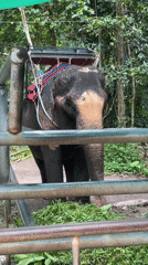 Tourist and agricultural scenes documented in Ko Samui region