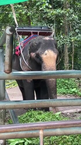 Tourist and agricultural scenes documented in Ko Samui region