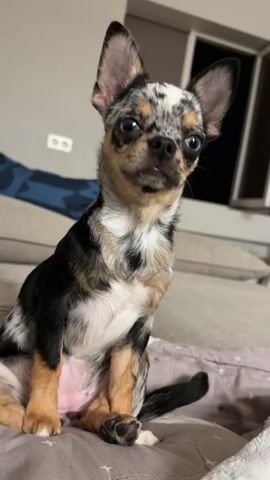 The video shows a merle-colored Chihuahua dog sitting on a couch. The dog looks at the camera, then turns and walks away, showing its back, before turning back to face the camera and sitting down. The dog has black, white, gray, and tan markings on its fur, large ears, and dark eyes. The couch is a neutral color, and there are pillows on it, one with a blue geometric pattern. In the background, a wall with an electrical outlet and a window with a blinds are visible.