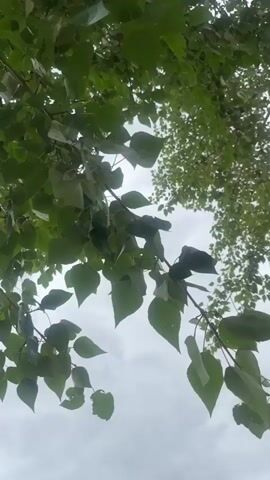 This media file captures a low-angle view looking up at the canopy of a tree with lush green leaves against a cloudy sky. The leaves are a vibrant green, and some appear slightly wilted or dry. The branches are slender and dark, reaching towards the sky. The sky is overcast with grey clouds, suggesting a possibly humid or impending rainy day. The lighting is diffused, indicating it is likely daytime, perhaps late morning or afternoon, but without direct sunlight.

The scene appears to be set in a natural outdoor environment, likely a park or a backyard, given the focus on a single tree's foliage. There are no people or man-made objects prominently featured. The overall mood is serene and naturalistic, with a focus on the textures and colors of the leaves and the muted tones of the sky. There are no visible text elements in the media file.

The location context provided is Temirtau, Kazakhstan. This information does not offer any specific visual cues within the media itself, but it grounds the observation to a particular geographical area. The presence of green leaves suggests a temperate climate during a growing season. The overcast sky could be typical for this region at certain times of the year.