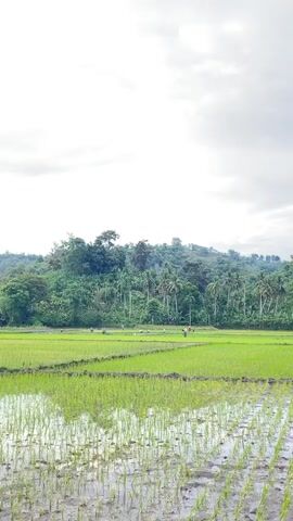 The video shows a wide shot of a lush green rice paddy field under a cloudy sky. In the middle ground, several people are working in the field, some appearing to be planting or tending to the rice. The field is divided into sections by raised dirt paths, and the water reflects the green of the plants and the sky. In the background, a dense forest covers a rolling hillside, with various types of trees, including palm trees, visible. The overall atmosphere is serene and depicts agricultural activity in a natural, tropical environment.