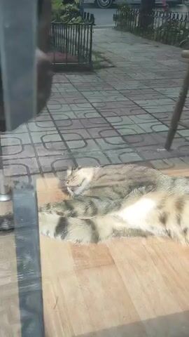 The video shows a tabby cat sleeping on a wooden floor, likely indoors, as it is seen through a glass surface, possibly a window or door. The cat is lying on its side, stretched out with its paws extended. Its eyes are closed, and it appears to be in a relaxed state. The cat's fur is a mix of brown, black, and tan stripes and spots. In the background, visible through the glass, is an outdoor patio with patterned tile flooring and a metal fence. There is also a wooden stool or chair placed on the patio. The lighting suggests it is daytime.