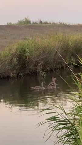 A serene video captures a small family of cygnets swimming in a calm waterway. The water reflects the soft, diffused light of what appears to be dusk or dawn, creating a peaceful atmosphere. Lush green reeds and tall grasses line the banks of the waterway, creating a natural and secluded environment. The cygnets, with their fluffy grey down, paddle together, their movements gentle and unhurried. One cygnet briefly nuzzles another, a tender moment of familial connection. The background consists of a gently sloping embankment covered in dry grasses, suggesting a rural or natural landscape. The overall impression is one of tranquility and the quiet beauty of nature.