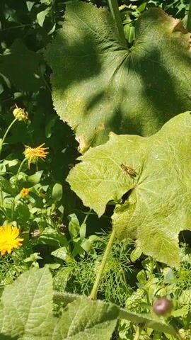 A wasp is resting on a large green leaf in an outdoor garden. The wasp is a yellowish-brown color with dark stripes. It is positioned on the right side of the leaf, near the edge. The leaf is veined and appears to be part of a larger plant, possibly a zucchini or squash plant, given its size and shape. Behind and to the left of this leaf, another large green leaf is visible, with dappled sunlight casting shadows on its surface. In the background, there are various green plants, including some with small yellow and orange flowers. The overall scene is brightly lit, suggesting it is daytime and sunny.