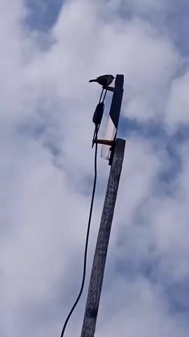 A low-angle shot captures a bird perched on top of a wooden pole. The pole has an antenna attached to it, with a black wire hanging down. The sky behind the pole is filled with clouds. The bird is silhouetted against the sky, and its feathers are dark. The pole is weathered and appears to be old. The antenna is rectangular and has a white and dark blue section. The wire is black and hangs down the side of the pole. The clouds are white and fluffy, and they are moving across the sky. The video is slightly shaky, suggesting it was filmed by hand.