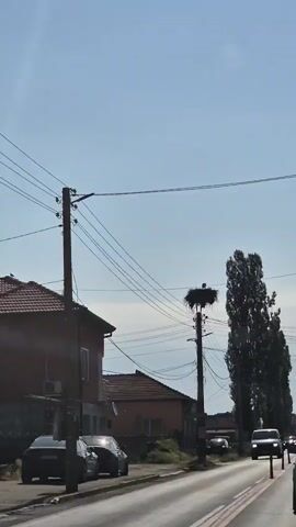 A video shows a stork nest on top of a utility pole. The nest is made of sticks and twigs. A stork is visible in the nest. The video is taken from a moving vehicle. The sky is blue. There are houses and trees in the background.