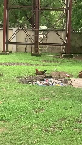 A chicken and chicks are resting in the grass near a pile of trash. A metal tower looms in the background. A bird walks into the frame on the right.