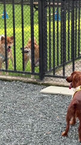A medium shot video shows two Shiba Inus behind a black metal fence. One Shiba Inu is on the left, and the other is on the right. Both have tan fur with white markings on their chests and faces. They are both wearing blue and purple harnesses, respectively. The dog on the left appears to be looking at the dog on the right, and both have their tongues sticking out. Behind the fence is a grassy area with some blue objects hanging from it. In the foreground, a brown Irish Setter is facing away from the camera, looking towards the fence. The Irish Setter is wearing a light-colored harness. The ground in the foreground is covered with gray gravel.