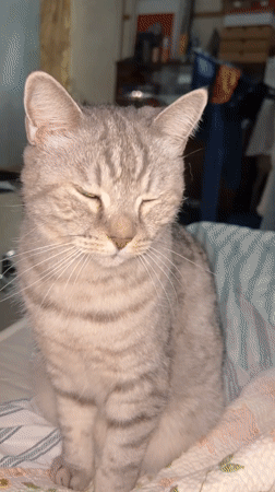 Grey tabby cat on striped bedding, Ufa